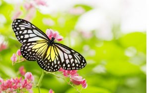 nice-butterfly-hd-best-wallpaper-beautiful-wallpapers-of-butterflies-1553006864